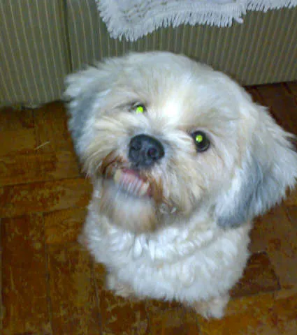 Cachorro ra a lhasa apso idade 4 anos nome rex GRATIFICA