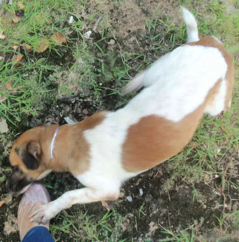 Cachorro raça Sem Raça Definida idade 2 anos nome Kiko