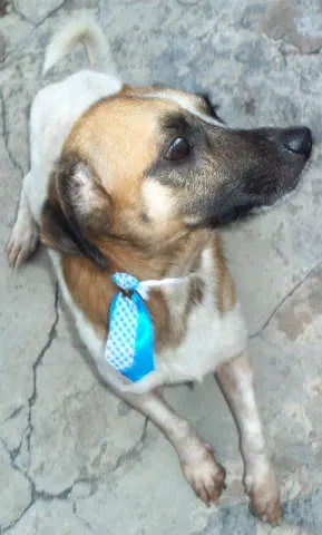 Cachorro raça Sem Raça Definida idade 2 anos nome Kiko
