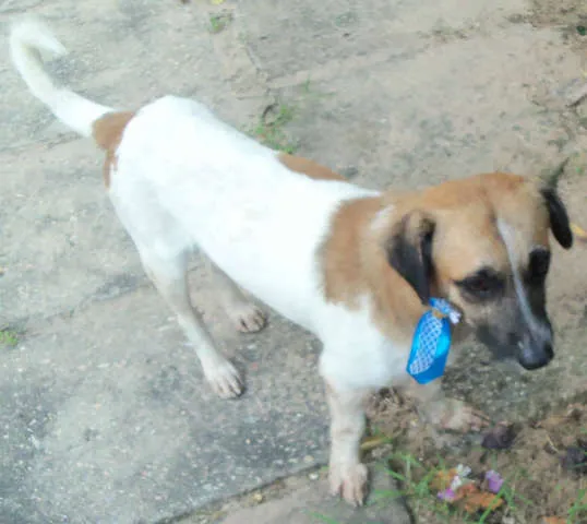 Cachorro raça Sem Raça Definida idade 2 anos nome Kiko