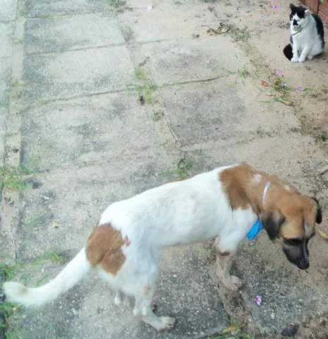 Cachorro raça Sem Raça Definida idade 2 anos nome Kiko