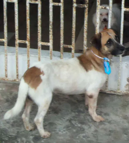 Cachorro raça Sem Raça Definida idade 2 anos nome Kiko