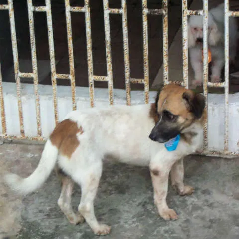 Cachorro raça Sem Raça Definida idade 2 anos nome Kiko