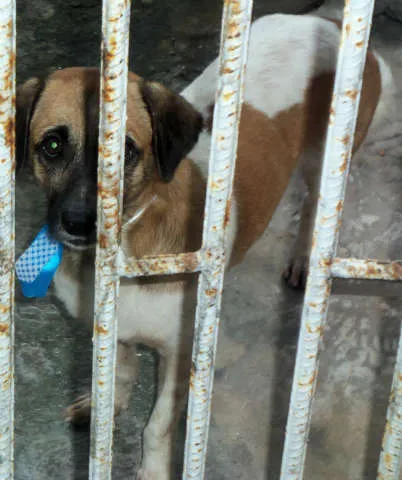 Cachorro raça Sem Raça Definida idade 2 anos nome Kiko