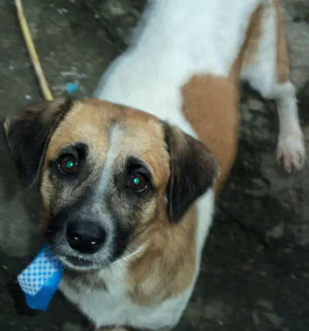 Cachorro raça Sem Raça Definida idade 2 anos nome Kiko