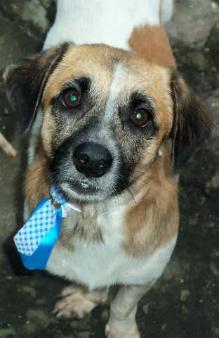 Cachorro raça Sem Raça Definida idade 2 anos nome Kiko