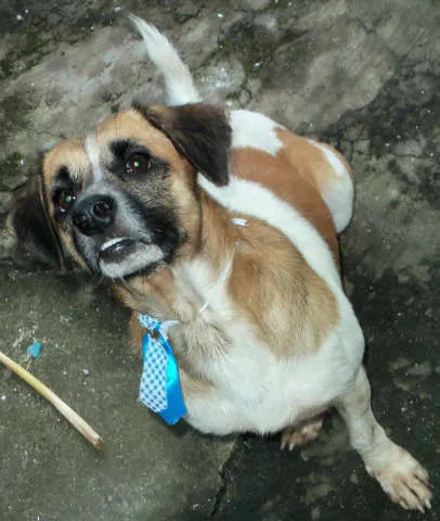 Cachorro raça Sem Raça Definida idade 2 anos nome Kiko