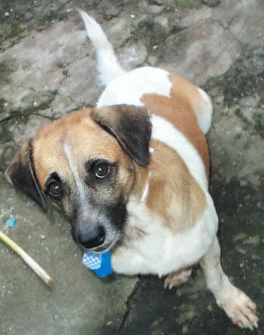 Cachorro raça Sem Raça Definida idade 2 anos nome Kiko