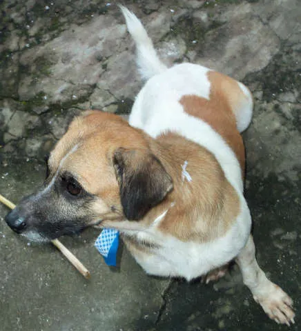 Cachorro raça Sem Raça Definida idade 2 anos nome Kiko