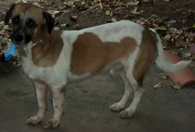 Cachorro raça Sem Raça Definida idade 2 anos nome Kiko