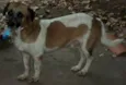Kiko