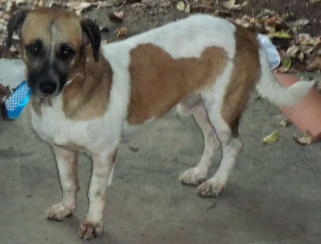 Cachorro raça Sem Raça Definida idade 2 anos nome Kiko
