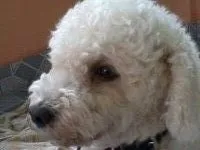 Cachorro ra a Poodle idade 4 anos nome bebe