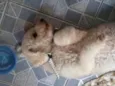 bebe