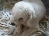 Cachorro ra a Poodle idade 4 anos nome bebe