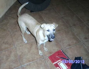 Cachorro raça  idade 7 a 11 meses nome Alice