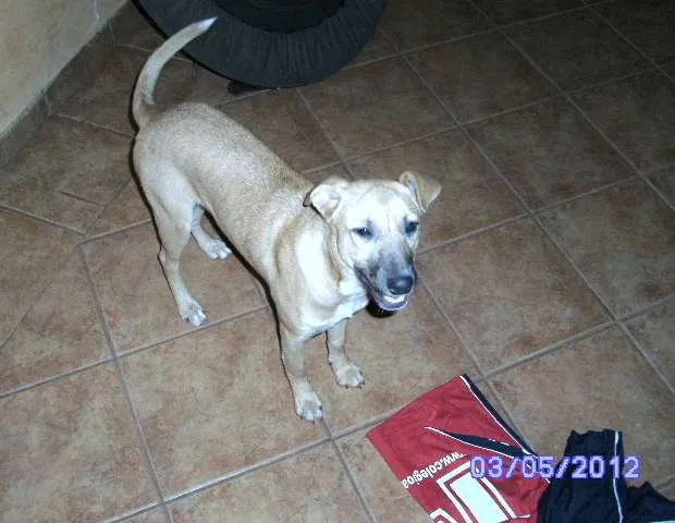 Cachorro ra a  idade 7 a 11 meses nome Alice