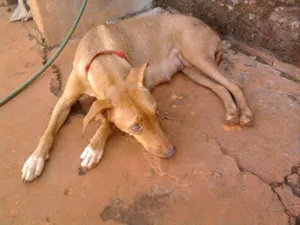 Cachorro raça SRD idade 2 anos nome Laika