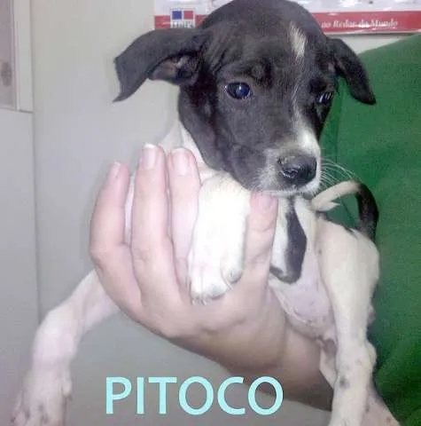 Cachorro ra a  Border Collie idade 2 a 6 meses nome Varios