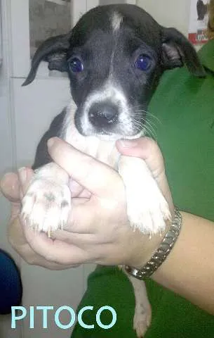 Cachorro ra a  Border Collie idade 2 a 6 meses nome Varios