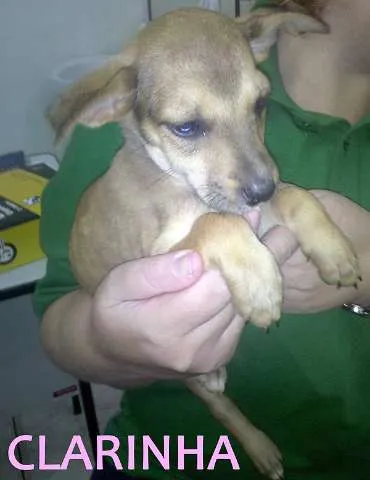 Cachorro ra a  Border Collie idade 2 a 6 meses nome Varios