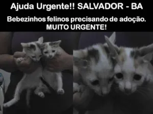 Gato raça SRD idade Abaixo de 2 meses nome Abandonados