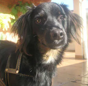 Cachorro raça SRD idade 7 a 11 meses nome Sem nome