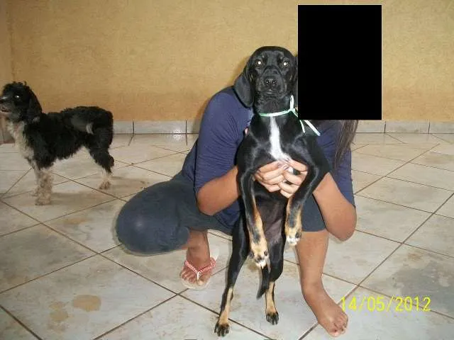 Cachorro ra a SRD idade 2 a 6 meses nome NINA