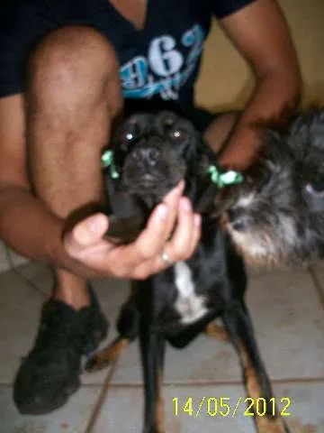 Cachorro ra a SRD idade 2 a 6 meses nome NINA