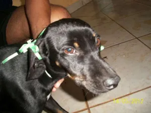 Cachorro raça SRD idade 2 a 6 meses nome NINA