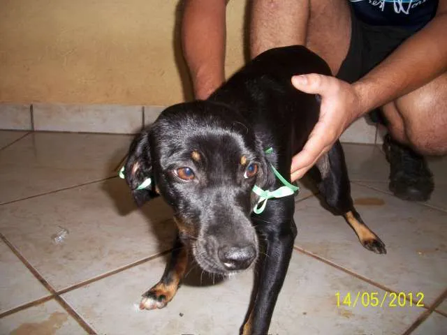 Cachorro ra a SRD idade 2 a 6 meses nome NINA