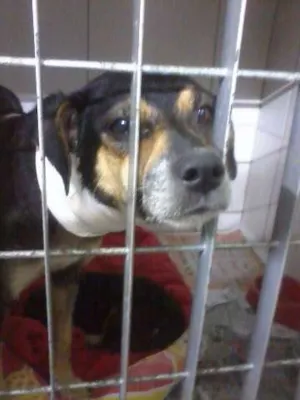 Cachorro raça SRD idade 3 anos nome MENINA