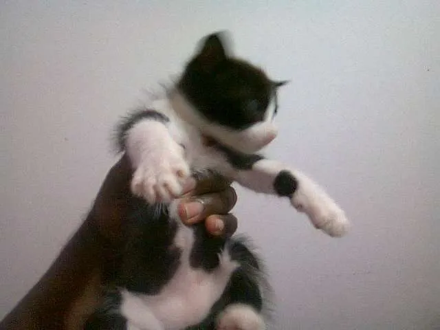 Gato ra a SRD idade 2 a 6 meses nome Filhotes