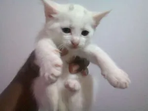 Gato raça SRD idade 2 a 6 meses nome Filhotes