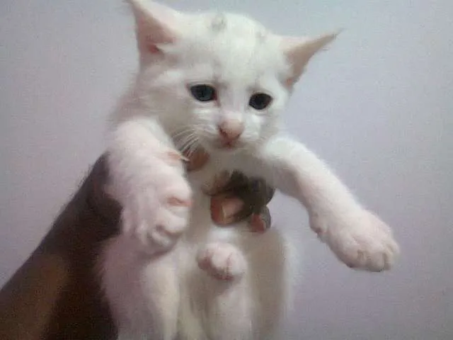 Gato ra a SRD idade 2 a 6 meses nome Filhotes