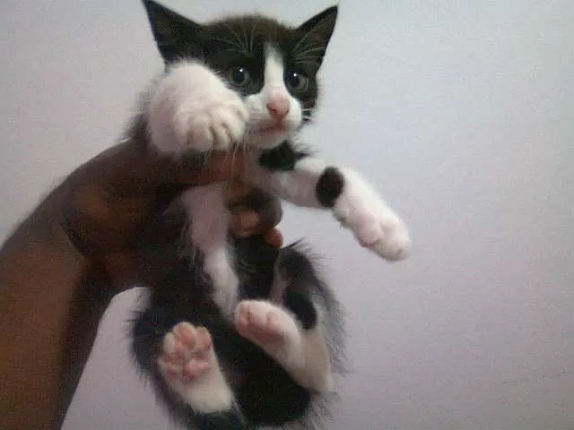 Gato ra a SRD idade 2 a 6 meses nome Filhotes