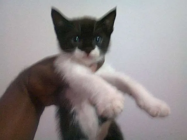 Gato ra a SRD idade 2 a 6 meses nome Filhotes