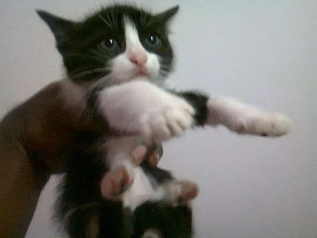Gato ra a SRD idade 2 a 6 meses nome Filhotes