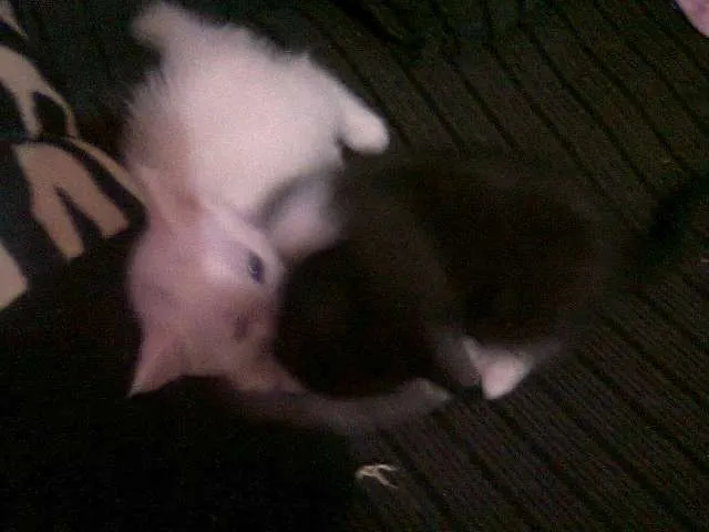 Gato ra a SRD idade 2 a 6 meses nome Filhotes