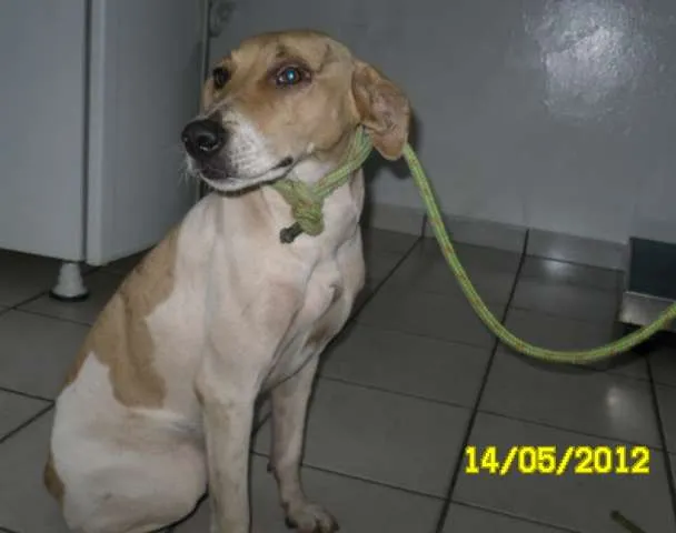 Cachorro ra a  idade 1 ano nome Pinguinha Prado
