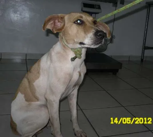 Cachorro ra a  idade 1 ano nome Pinguinha Prado