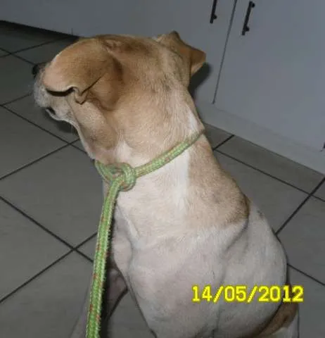 Cachorro ra a  idade 1 ano nome Pinguinha Prado