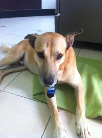 Cachorro ra a idade 3 anos nome LÉO
