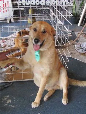 Cachorro ra a SRD idade 2 anos nome Ben Hur