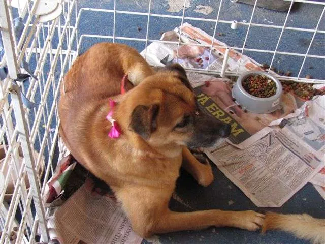 Cachorro ra a SRD idade 2 anos nome Vitoria