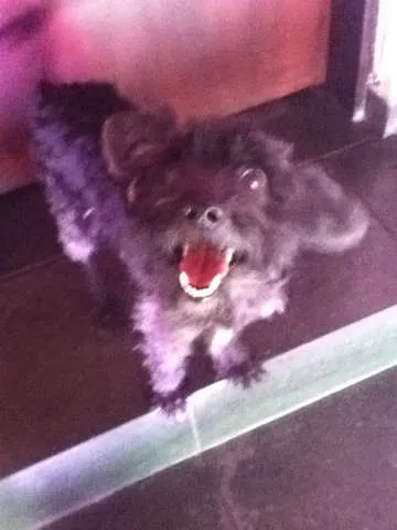 Cachorro ra a srd idade 3 anos nome Eloã