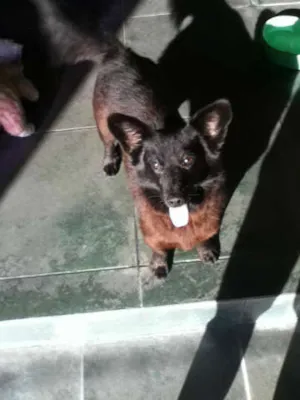 Cachorro raça srd idade 3 anos nome Lana