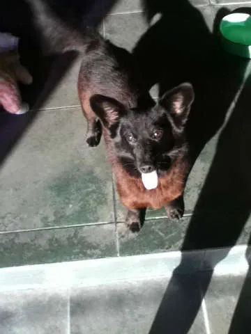 Cachorro ra a srd idade 3 anos nome Lana