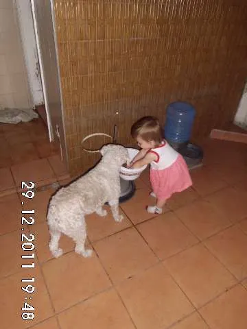 Cachorro ra a Poodle idade 6 ou mais anos nome Jully GRATIFICA