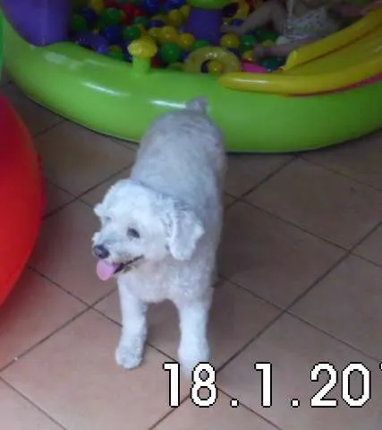 Cachorro ra a Poodle idade 6 ou mais anos nome Jully GRATIFICA